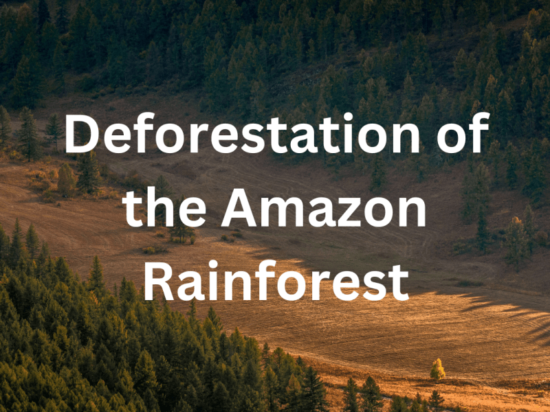 Deforestation in the Amazon: A Struggle for Sustainable Development in&nbsp;Brazil