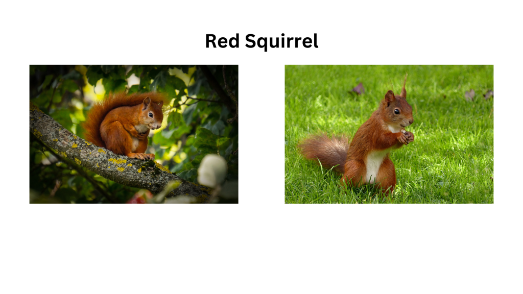 Protecting the Endangered Red Squirrel: Conservation Efforts and Legislation