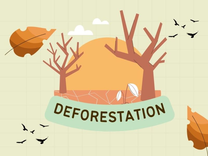 Deforestation