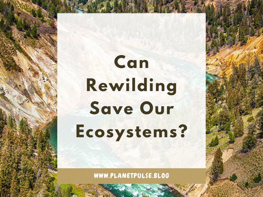 Can Rewilding Save Our&nbsp;Ecosystems?