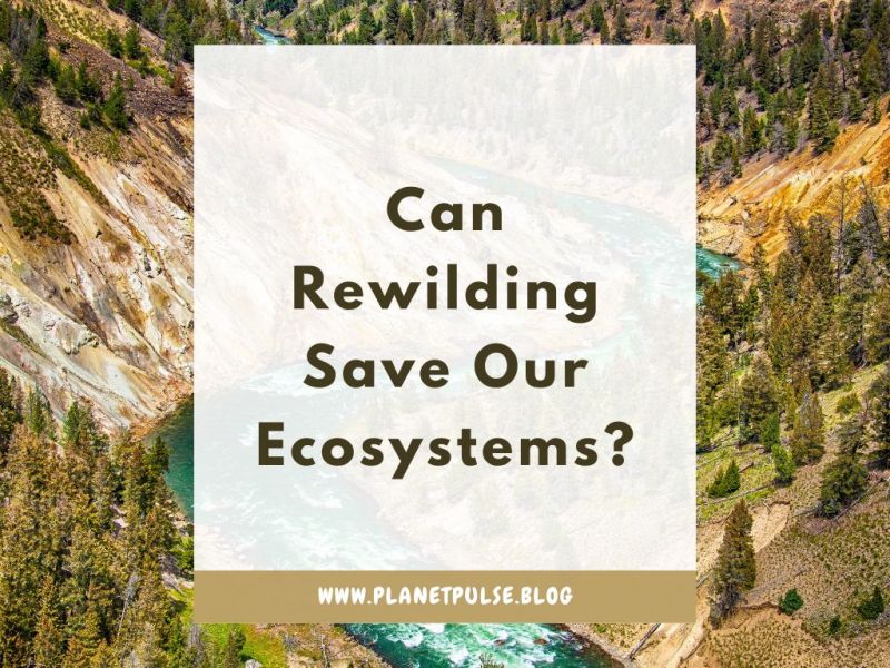 Can Rewilding Save Our&nbsp;Ecosystems?