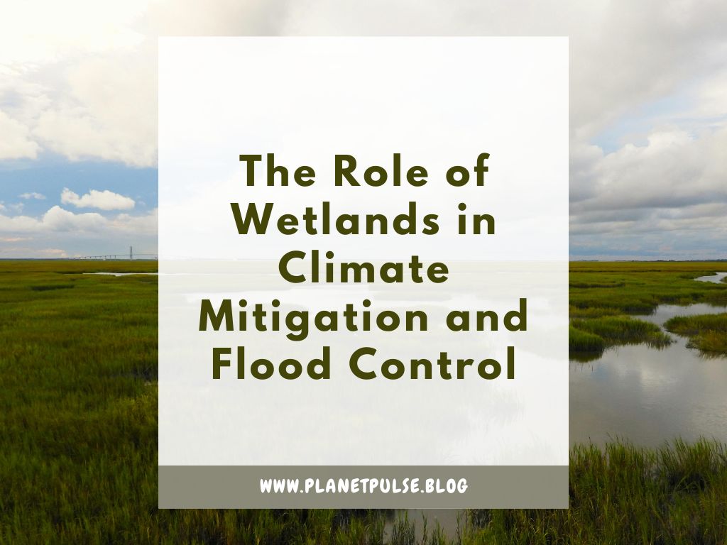 The Role of Wetlands in Climate Mitigation and Flood&nbsp;Control