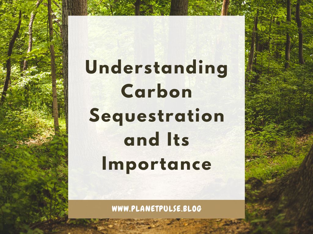 Understanding Carbon Sequestration and Its&nbsp;Importance