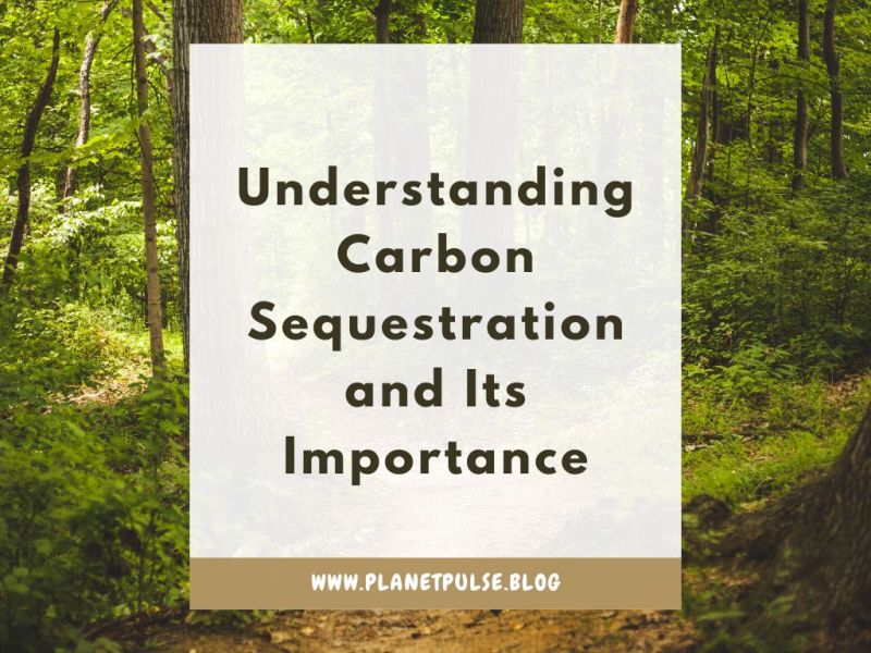 Understanding Carbon Sequestration and Its&nbsp;Importance
