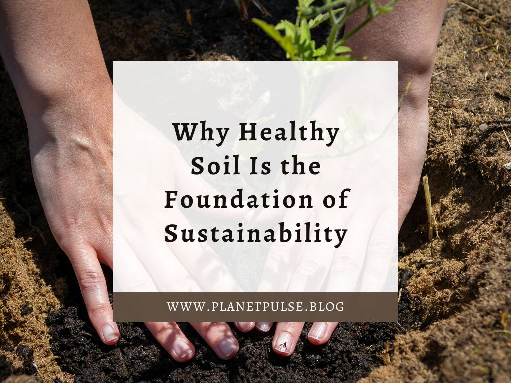 Why Healthy Soil Is the Foundation of&nbsp;Sustainability
