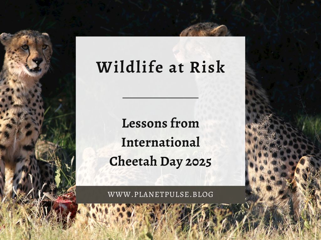 Wildlife at Risk: Lessons from International Cheetah Day&nbsp;2025