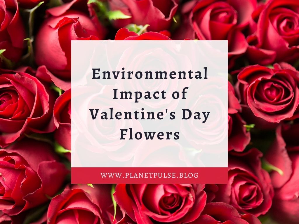 Environmental Impact of Valentine’s Day&nbsp;Flowers