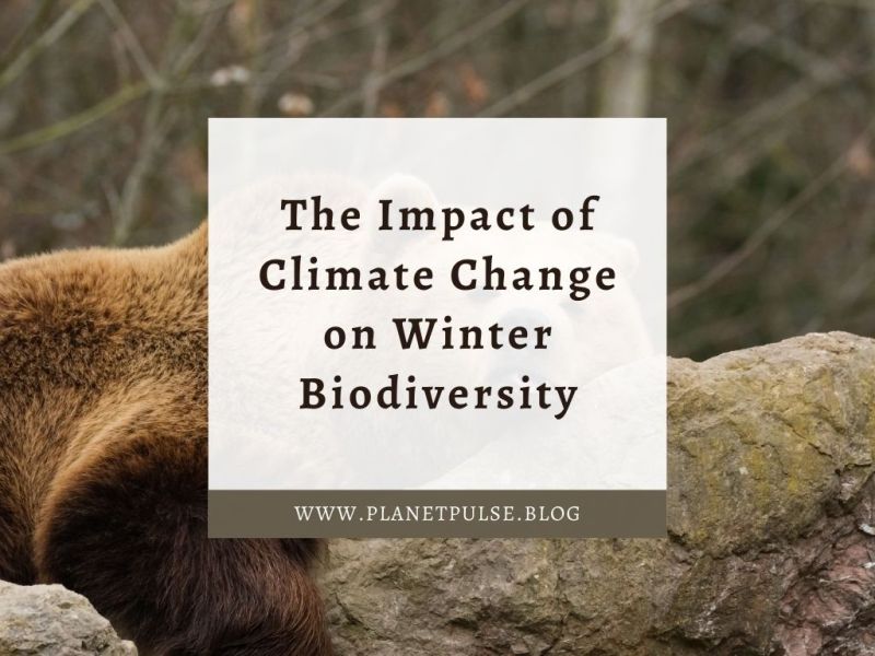 The Impact of Climate Change on Winter&nbsp;Biodiversity
