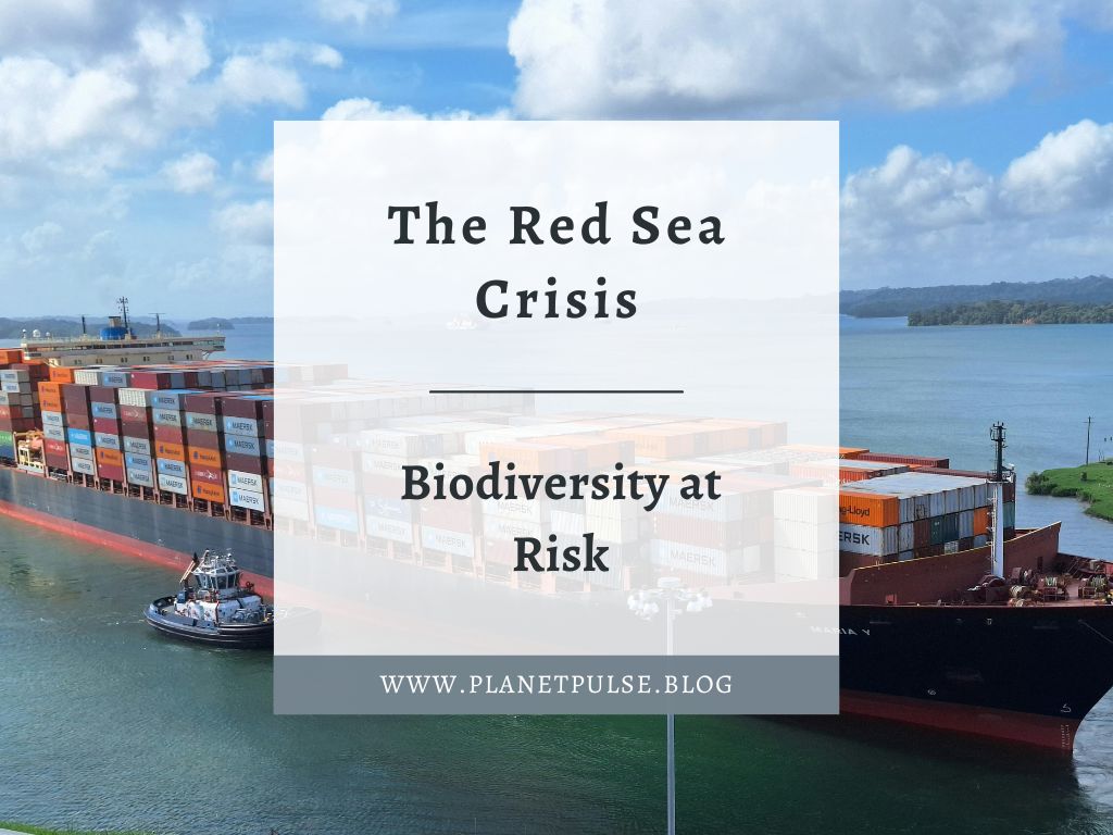 The Red Sea Crisis: Biodiversity at&nbsp;Risk