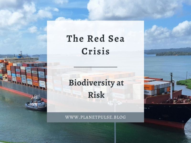 The Red Sea Crisis: Biodiversity at&nbsp;Risk