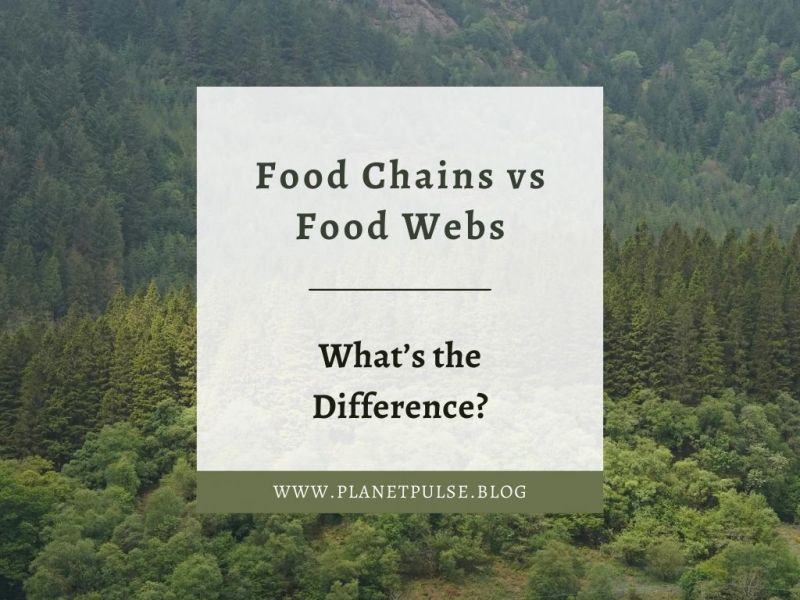 Food Chains vs Food Webs: What’s the&nbsp;Difference?