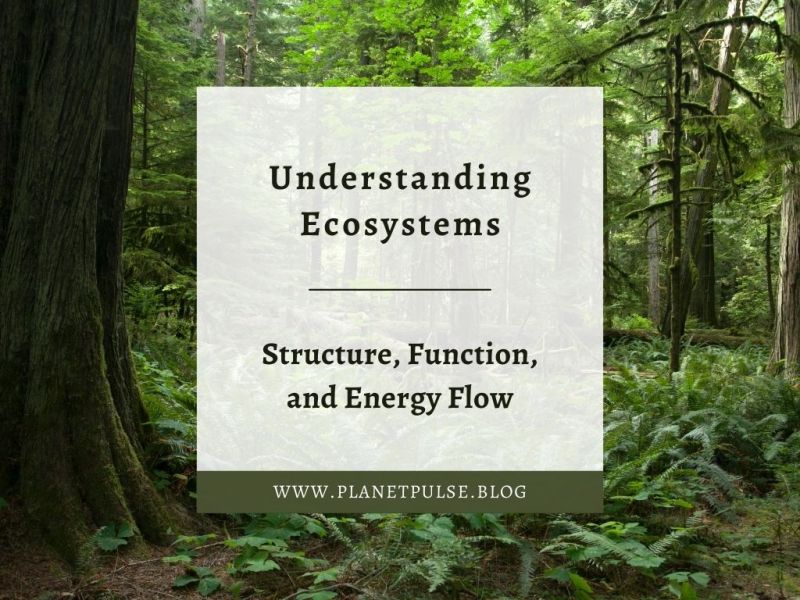Understanding Ecosystems: Structure, Function, and Energy&nbsp;Flow