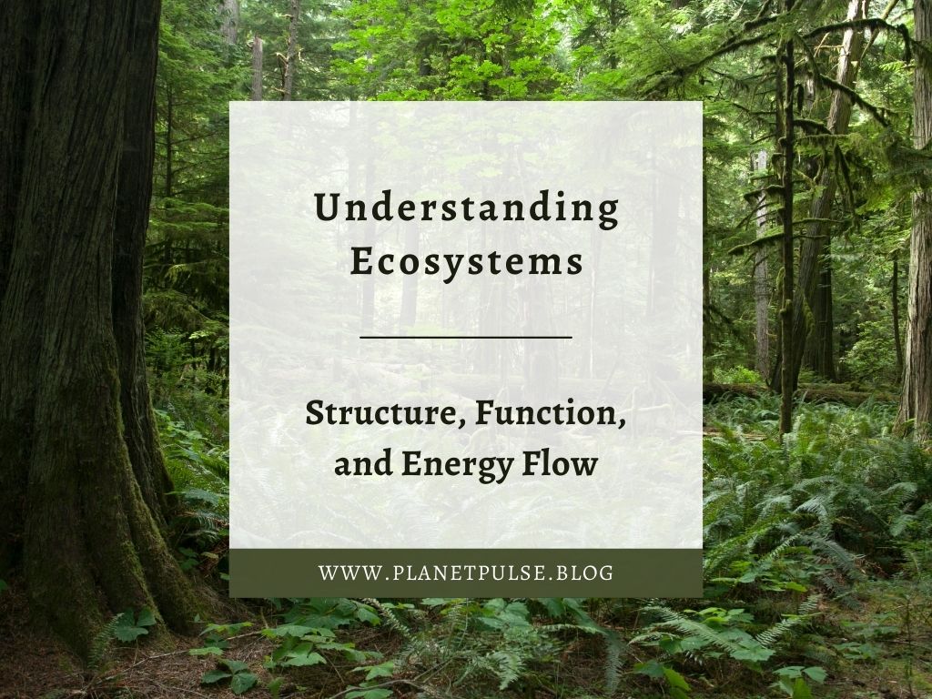 Understanding Ecosystems: Structure, Function, and Energy&nbsp;Flow