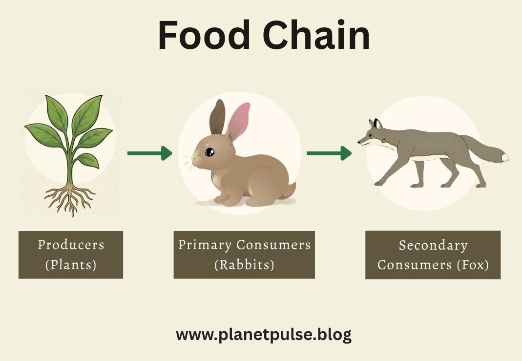 Wht Is The Food Chain Food Chains vs Food Webs: What’s the Difference? – Planet Pulse