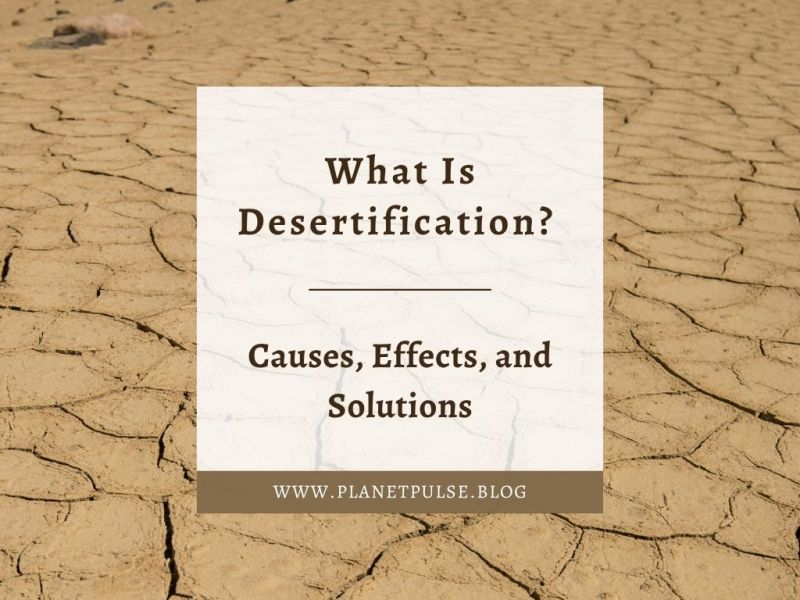 What Is Desertification? Causes, Effects, and&nbsp;Solutions