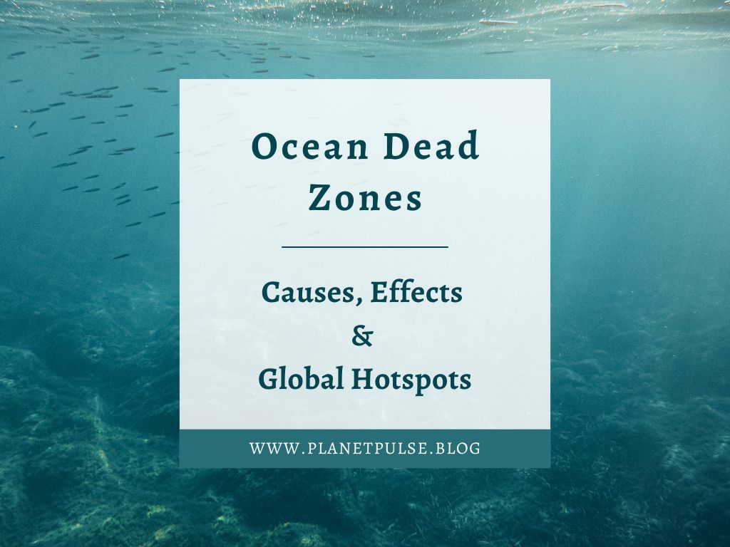 Ocean Dead Zones: Causes, Effects & Global Hotspots