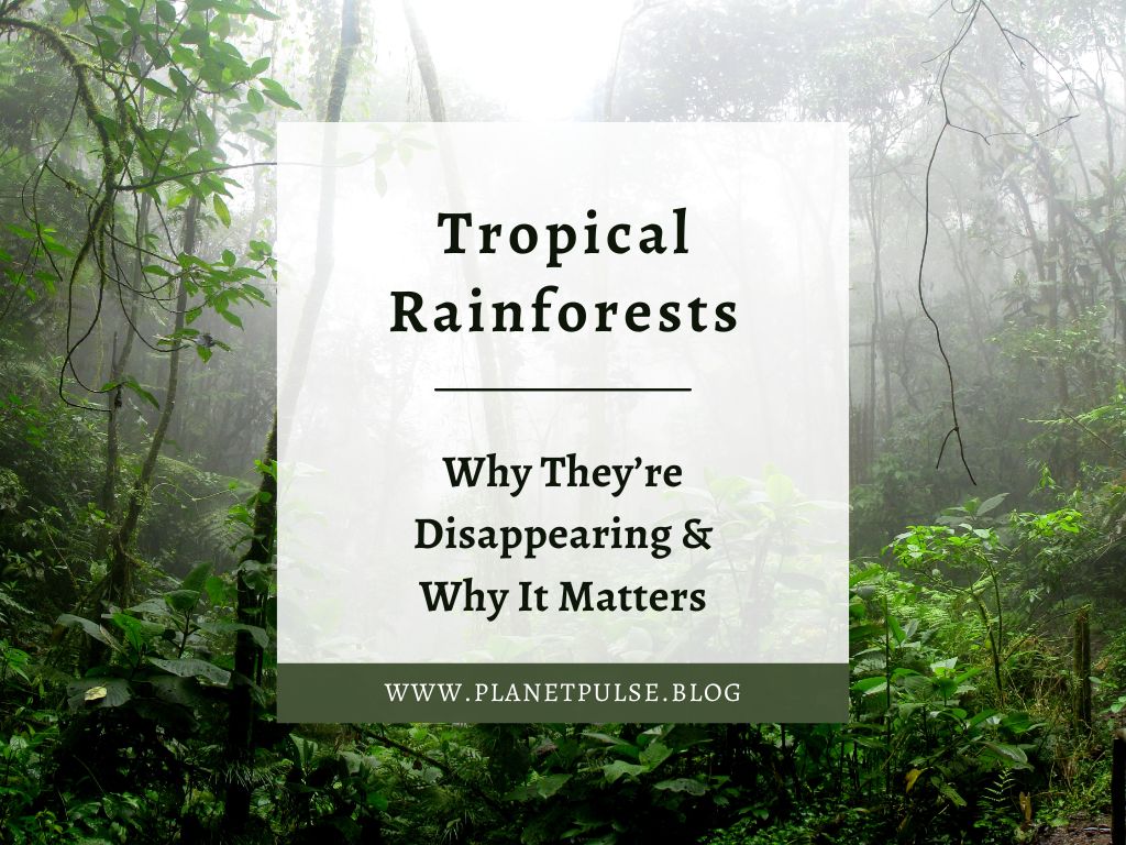 Tropical Rainforests: Why They’re Disappearing & Why It Matters