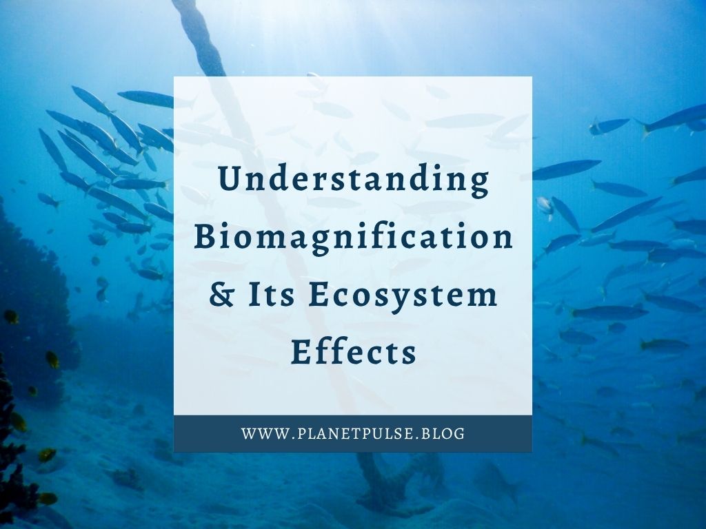 Understanding Biomagnification & Its Ecosystem Effects