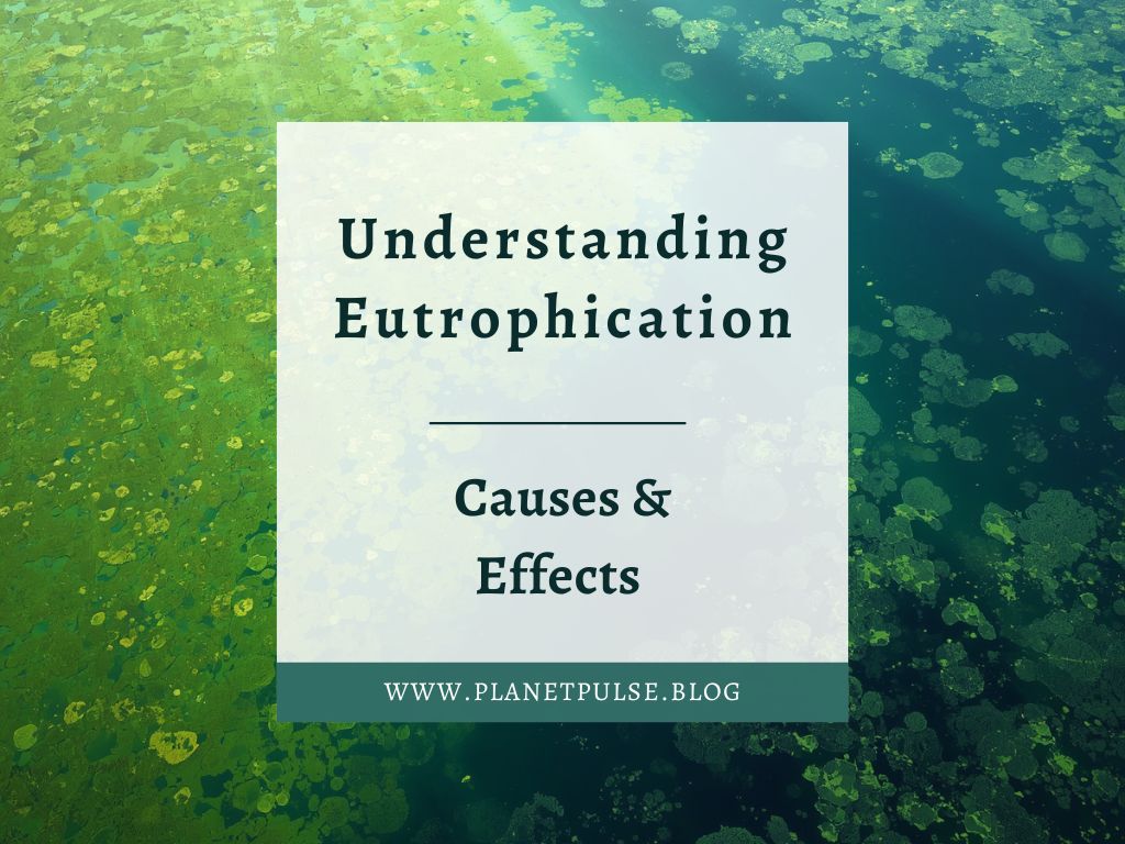 Understanding Eutrophication: Causes &&nbsp;Effects