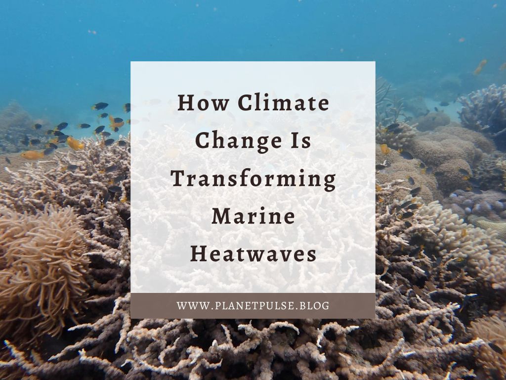 How Climate Change Is Transforming Marine Heatwaves