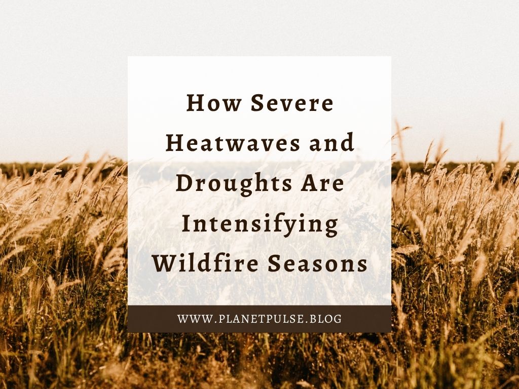 How Severe Heatwaves and Droughts Are Intensifying Wildfire Seasons