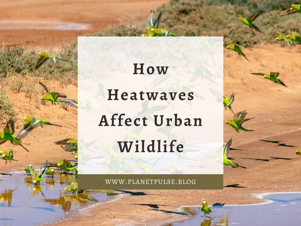 How Heatwaves Affect Urban Wildlife