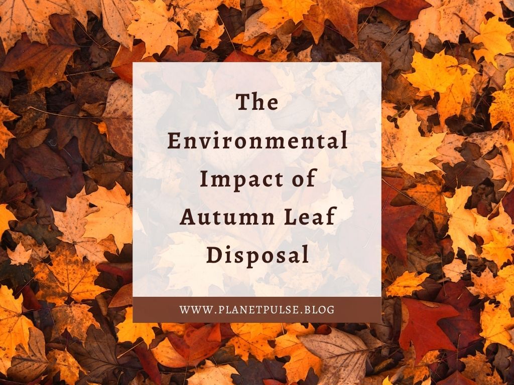The Environmental Impact of Autumn Leaf Disposal